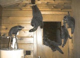 momma racoon and babies.jpg