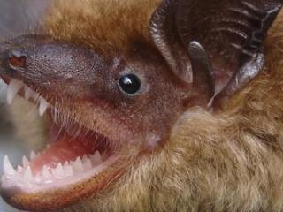 bats in the living room.jpg