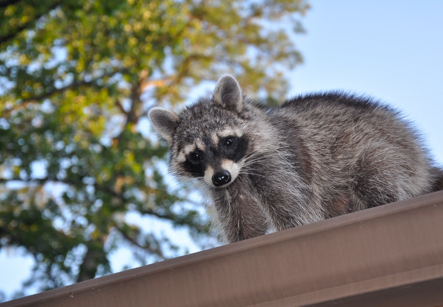 Raccoon Removal Wild Things Wildlife