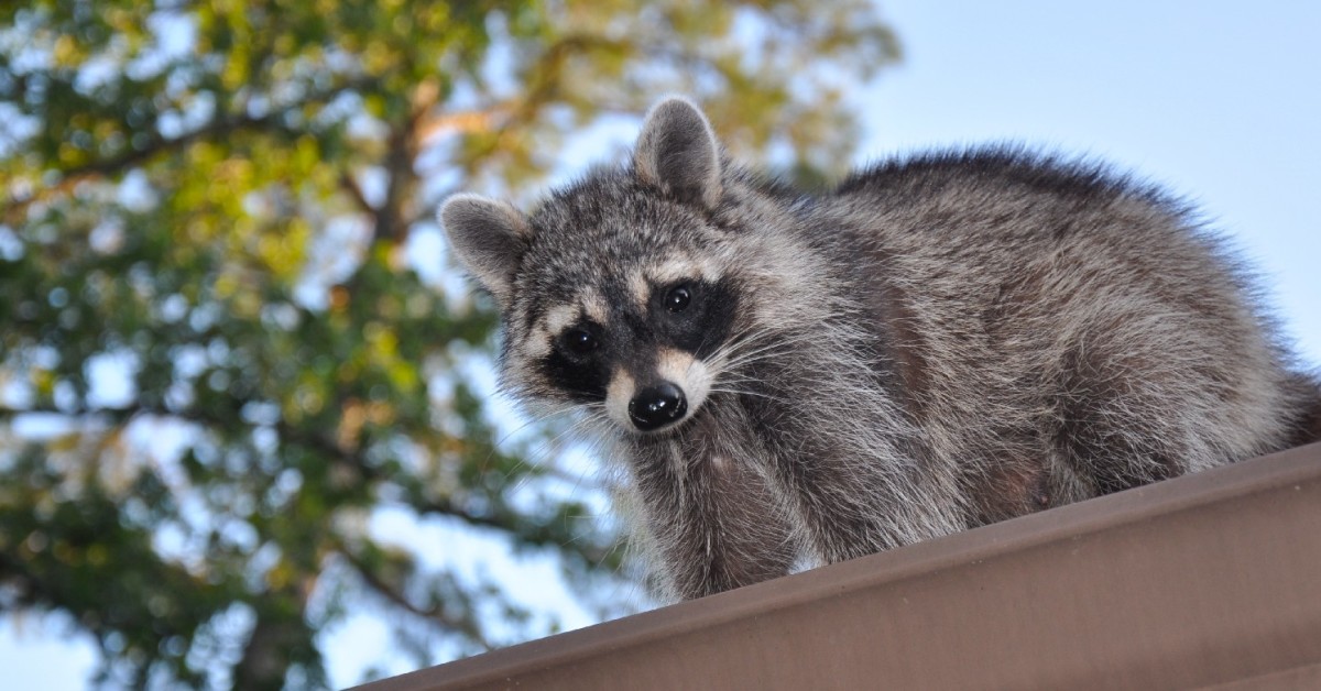 Raccoon Removal Wild Things Wildlife