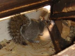 squirrel damage.jpg