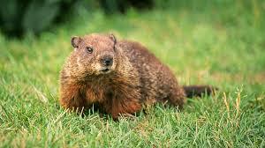 Groundhog.jpg