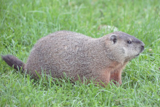 groundhog.jpg